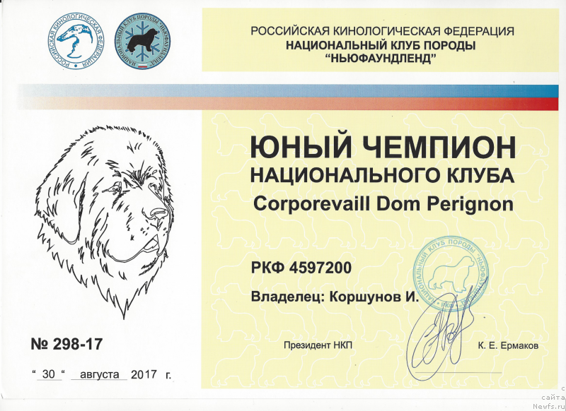 Фото: ньюфаундленд Corporevaill Dom Perignon