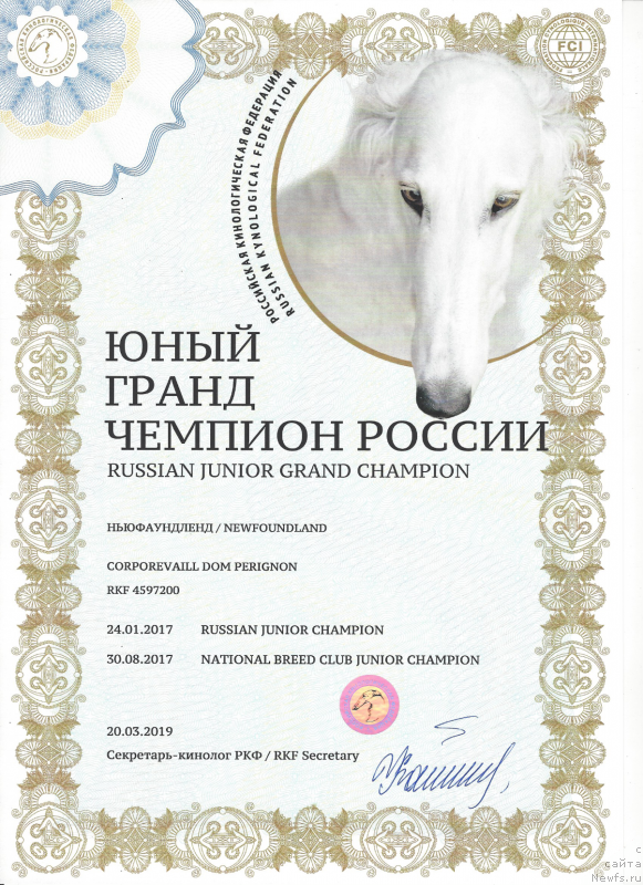 Фото: ньюфаундленд Corporevaill Dom Perignon