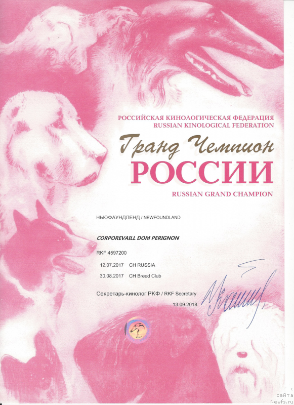 Фото: ньюфаундленд Corporevaill Dom Perignon