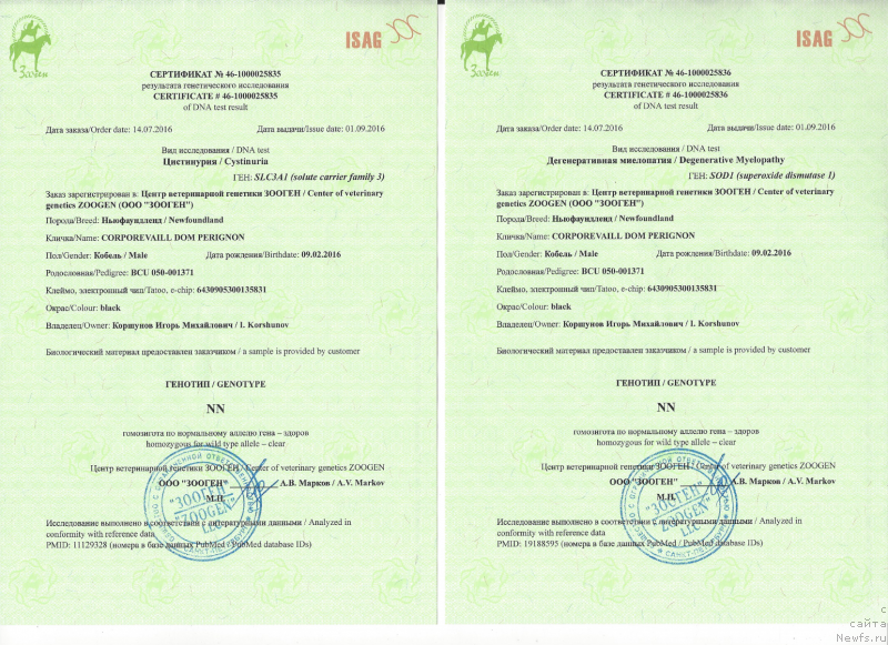 Фото: ньюфаундленд Corporevaill Dom Perignon