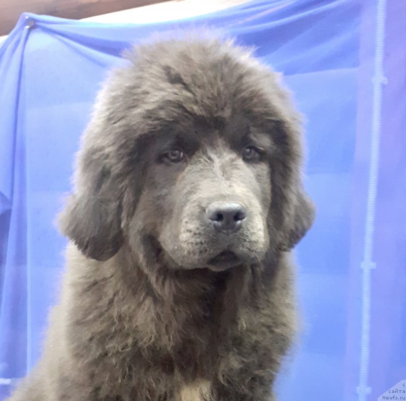 Фото: ньюфаундленд Амулет Династии Евангелина (Amulet Dinastii Evangelina)