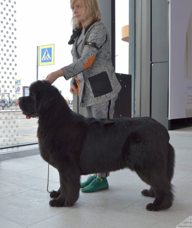 Фото: ньюфаундленд Сент Джонс Юстиния Юлия (Sent Djons Yustiniya Yuliya)