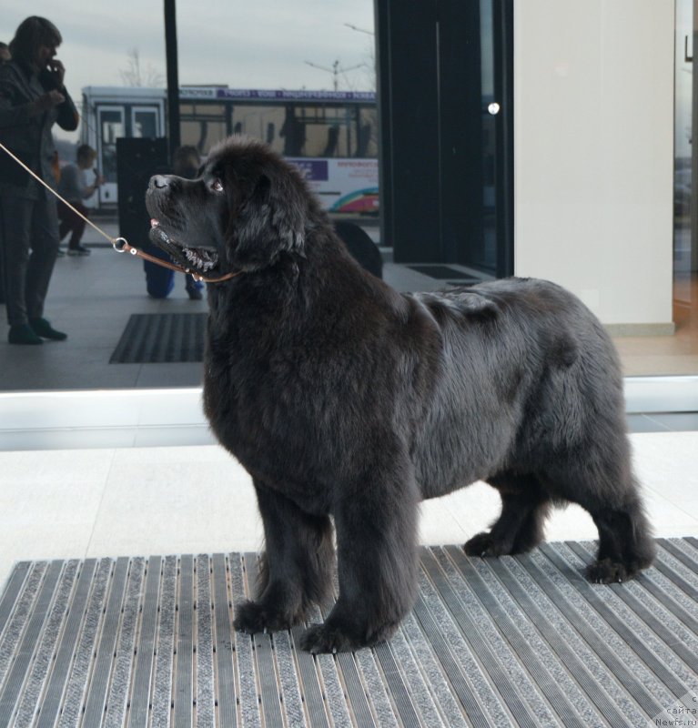 Фото: ньюфаундленд Сент Джонс Юстиния Юлия (Sent Djons Yustiniya Yuliya)