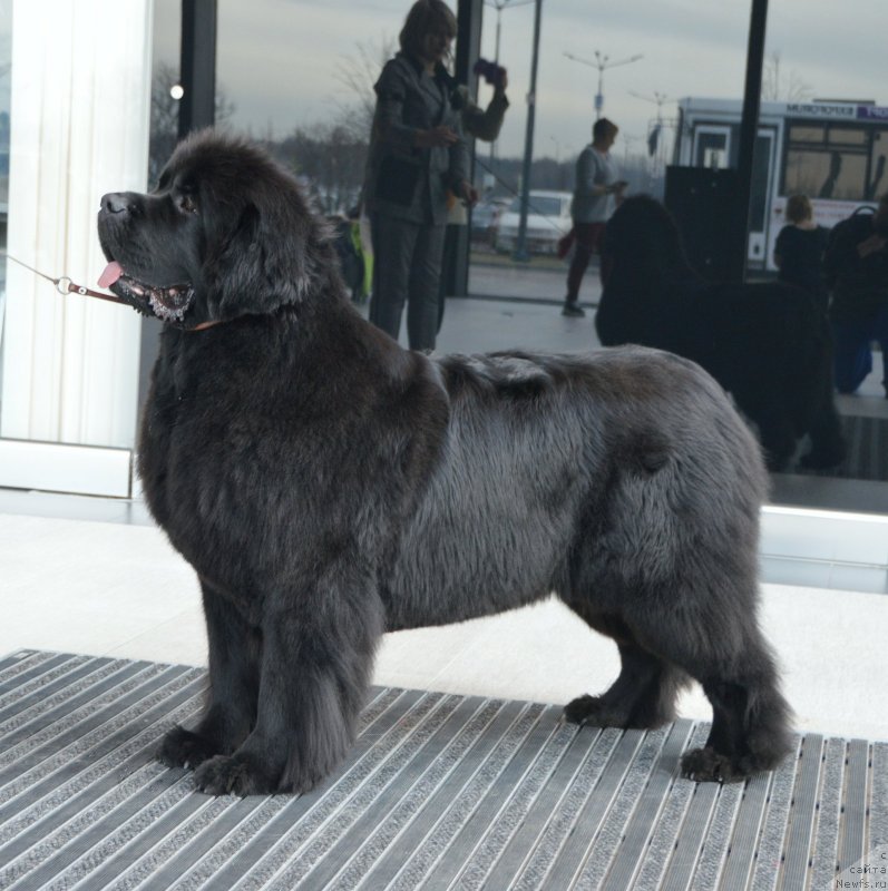 Фото: ньюфаундленд Сент Джонс Юстиния Юлия (Sent Djons Yustiniya Yuliya)