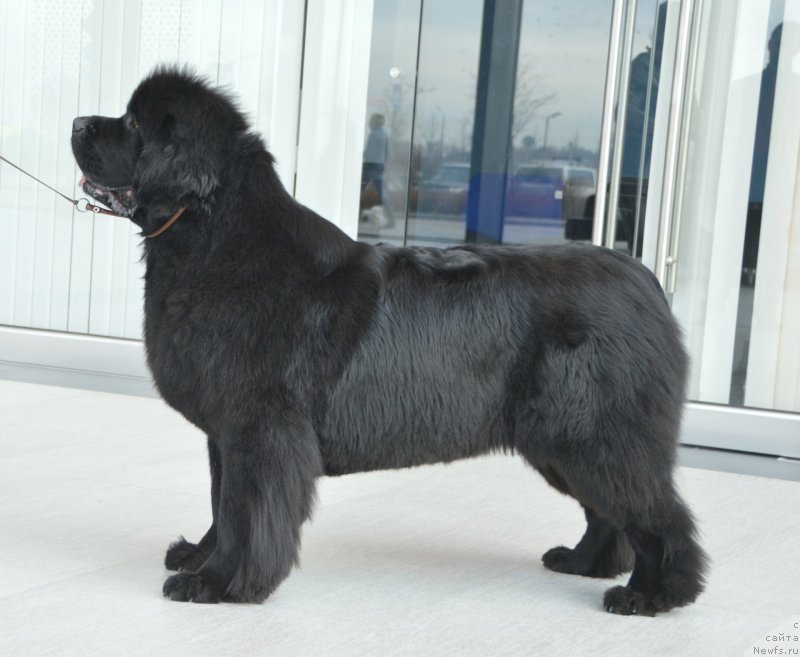 Фото: ньюфаундленд Сент Джонс Юстиния Юлия (Sent Djons Yustiniya Yuliya)