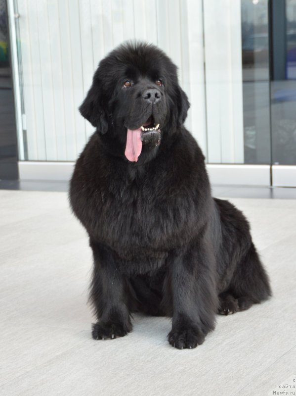 Фото: ньюфаундленд Сент Джонс Юстиния Юлия (Sent Djons Yustiniya Yuliya)