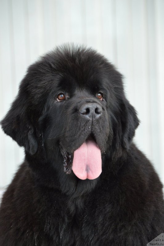 Фото: ньюфаундленд Сент Джонс Юстиния Юлия (Sent Djons Yustiniya Yuliya)