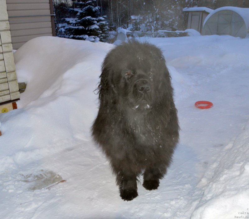 Фото: ньюфаундленд Сент Джонс Юстиния Юлия (Sent Djons Yustiniya Yuliya)