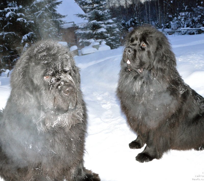 Фото: ньюфаундленд Сент Джонс Юстиния Юлия (Sent Djons Yustiniya Yuliya), ньюфаундленд Смигар Агдай Виртус (Smigar Agday Virtus)