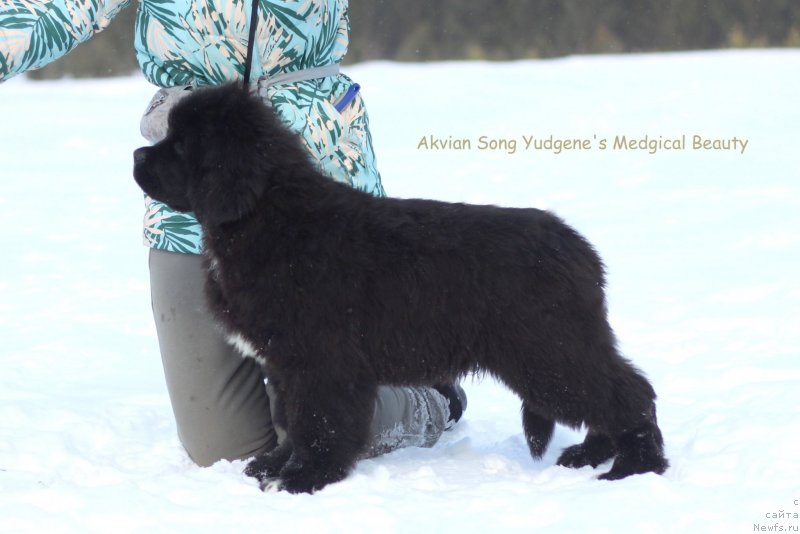 Фото: ньюфаундленд Аквианг Сонг Юджина Меджикал Бьюти (Akvian Song Yugene s Magical Beaytu)
