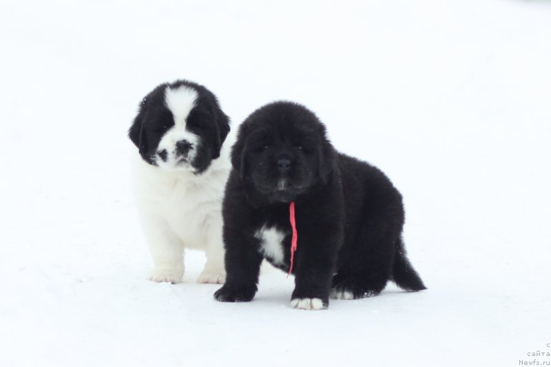 Фото: ньюфаундленд Аквиан Сонг Ю'Ре Симпли зе Бэст (Akvian Song You're Simply the Best), ньюфаундленд Аквианг Сонг Юджина Меджикал Бьюти (Akvian Song Yugene s Magical Beaytu)