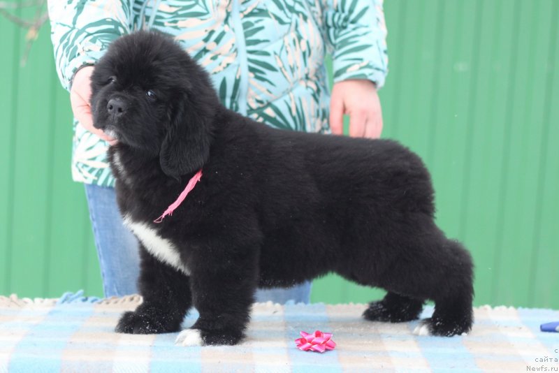 Фото: ньюфаундленд Аквианг Сонг Юджина Меджикал Бьюти (Akvian Song Yugene s Magical Beaytu)