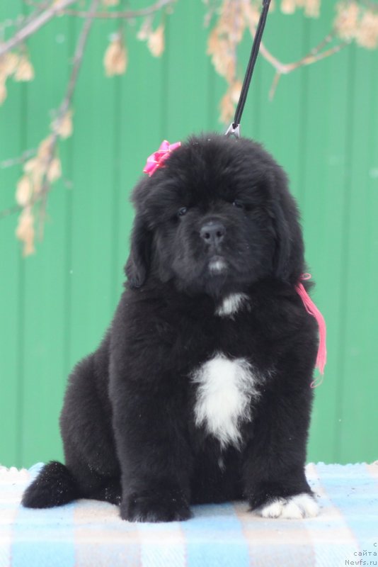 Фото: ньюфаундленд Аквианг Сонг Юджина Меджикал Бьюти (Akvian Song Yugene s Magical Beaytu)