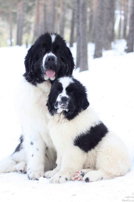 Фото: ньюфаундленд Oukaya Forever Noix-de-Coco, ньюфаундленд Аквиан Сонг Ю'Ре Симпли зе Бэст (Akvian Song You're Simply the Best)