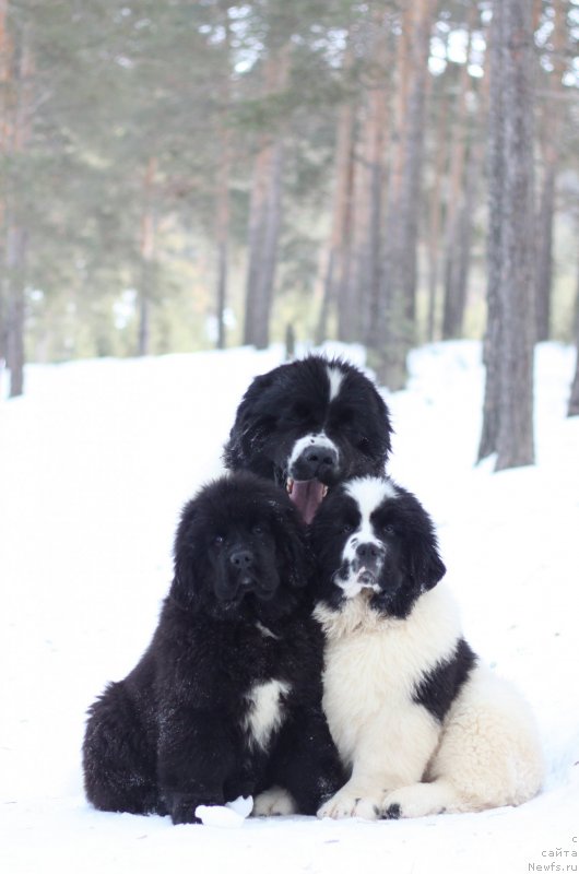 Фото: ньюфаундленд Аквиан Сонг Ю'Ре Симпли зе Бэст (Akvian Song You're Simply the Best), ньюфаундленд Oukaya Forever Noix-de-Coco, ньюфаундленд Аквианг Сонг Юджина Меджикал Бьюти (Akvian Song Yugene s Magical Beaytu)