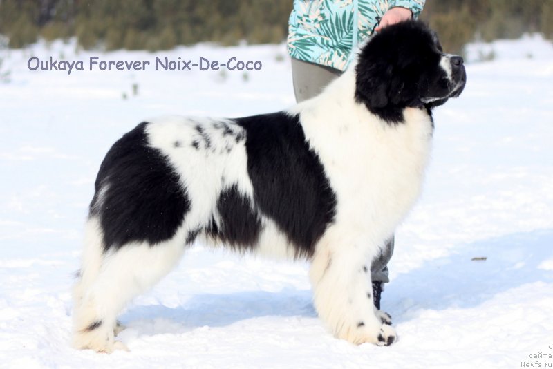 Фото: ньюфаундленд Oukaya Forever Noix-de-Coco