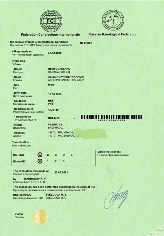 Фото: ньюфаундленд Аллегро Виннер Фарадей (Allegro Winner Faraday)