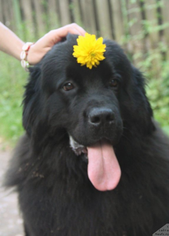 Фото: ньюфаундленд Супер Бизон Фламинго