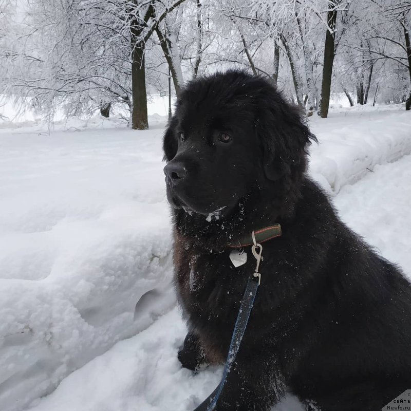 Фото: ньюфаундленд Супер Бизон Фламинго