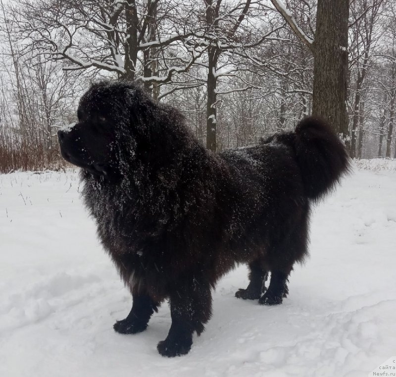 Фото: ньюфаундленд Супер Бизон Фламинго