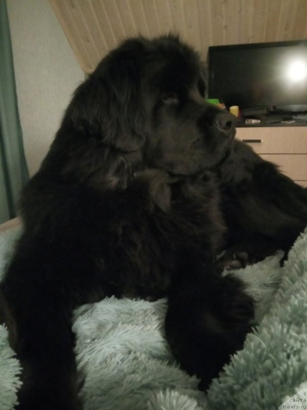 Фото: ньюфаундленд Супер Бизон Фламинго