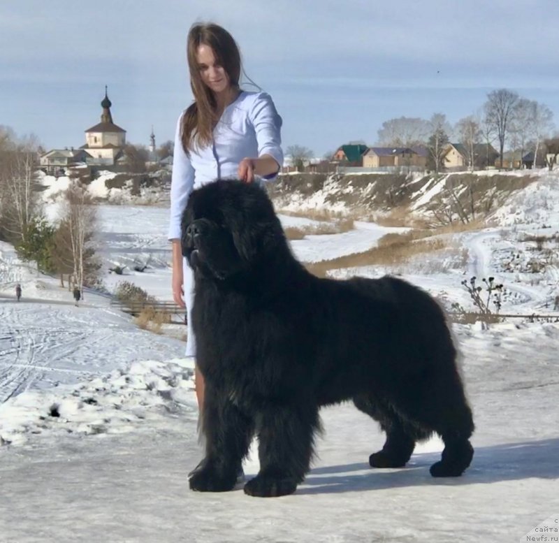 Фото: ньюфаундленд Стеалбеарс Бостон (Stealbears Boston)