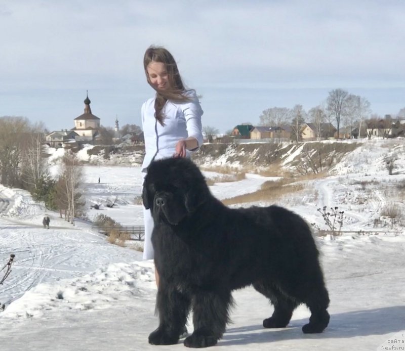 Фото: ньюфаундленд Стеалбеарс Бостон (Stealbears Boston)