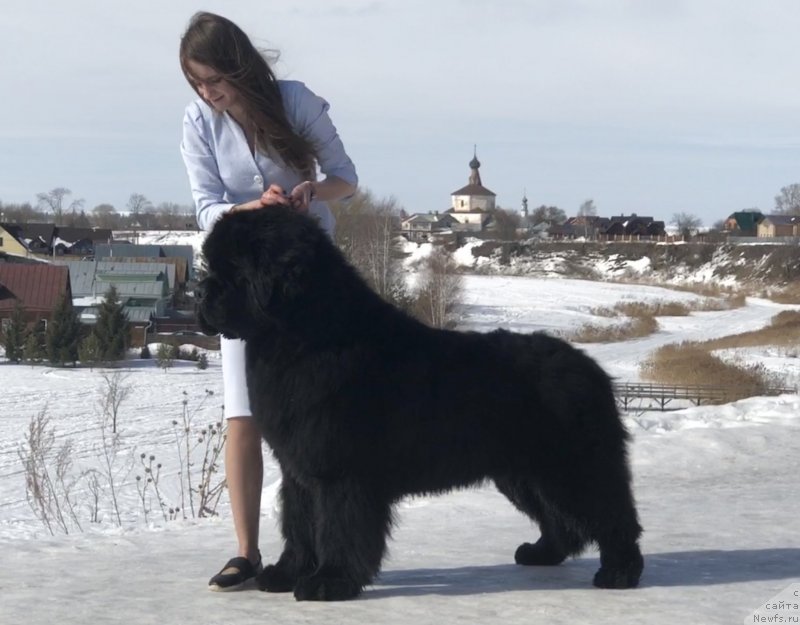 Фото: ньюфаундленд Стеалбеарс Бостон (Stealbears Boston)