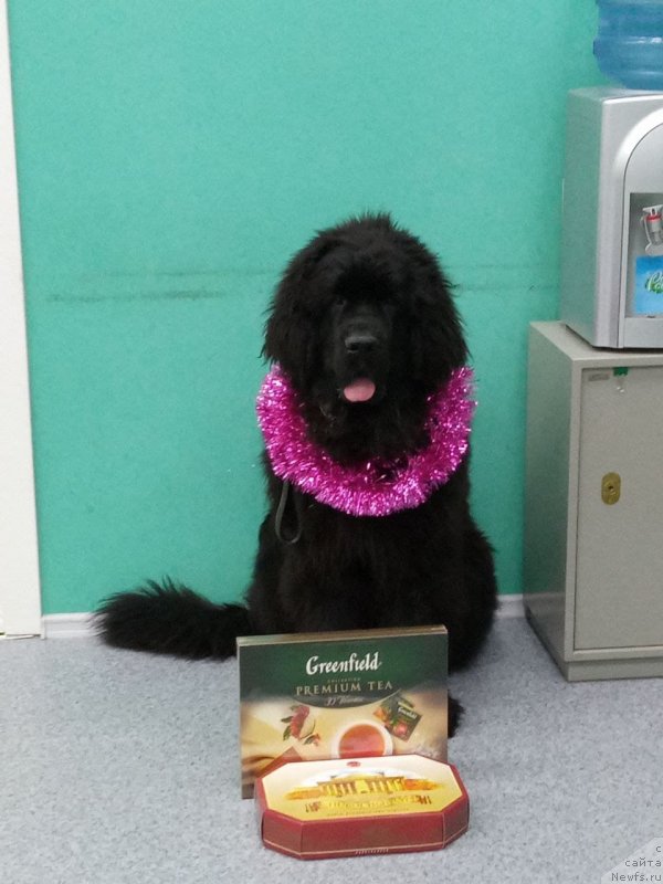 Фото: ньюфаундленд Бруно Мечта Великана (Bruno Mechta Velikana)