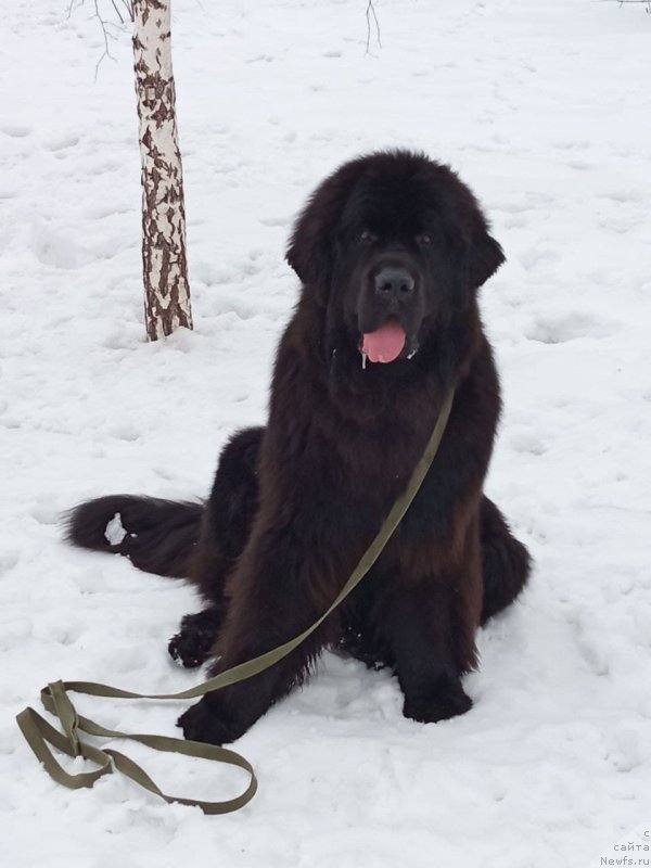 Фото: ньюфаундленд Бруно Мечта Великана (Bruno Mechta Velikana)