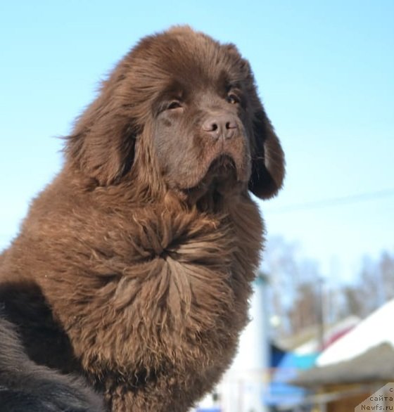 Фото: ньюфаундленд Хит Шелико Ингеборга Импрессия (Hit Sheliko Ingeborga Impressiya)