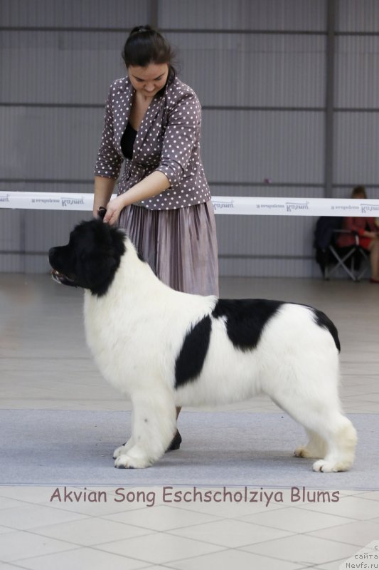 Фото: ньюфаундленд Аквиан Сонг Эшольция Блумс