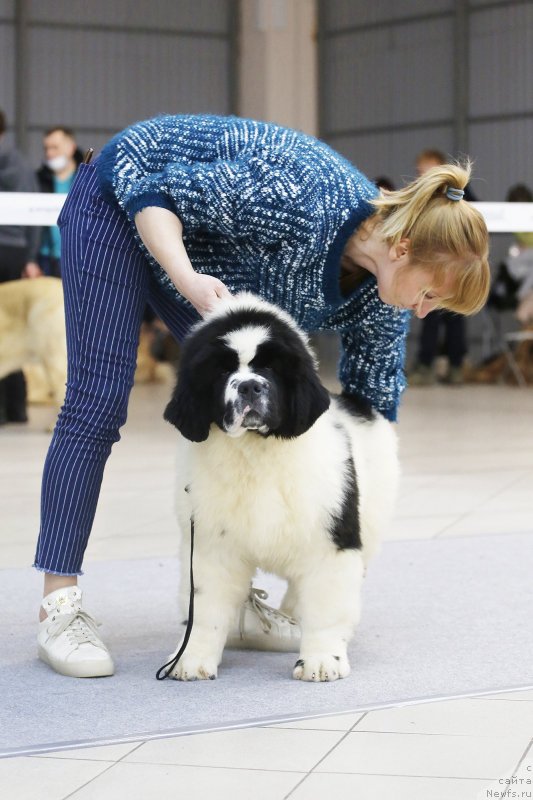Фото: ньюфаундленд Аквиан Сонг Ю'Ре Симпли зе Бэст (Akvian Song You're Simply the Best)