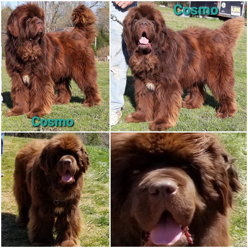 Фото: ньюфаундленд Супер Премиум Абу-Даби