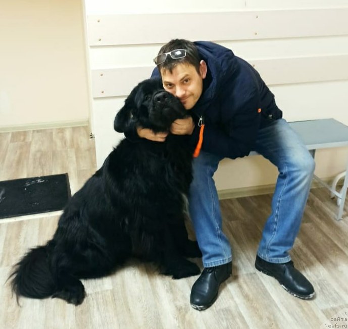 Фото: ньюфаундленд Май Френд Ньюфи Корсар Дрейк