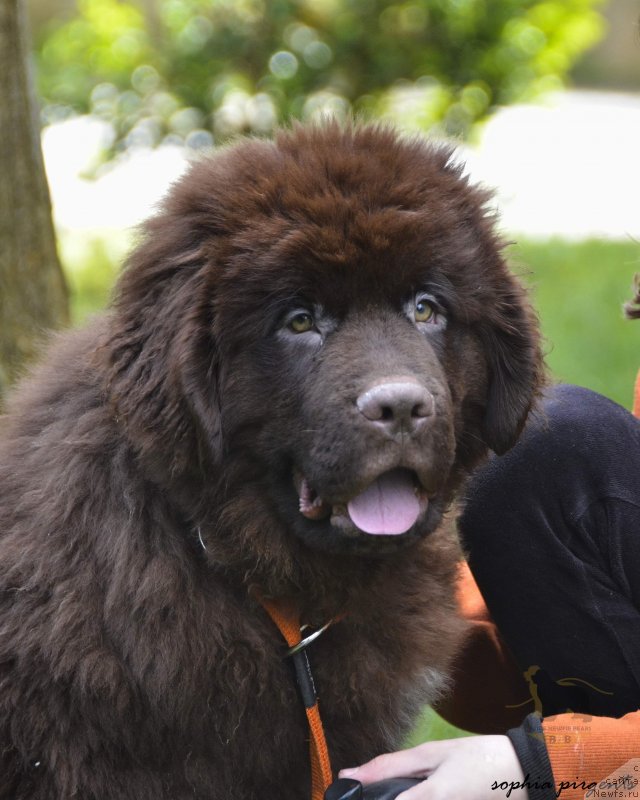 Фото: ньюфаундленд Супер Премиум Ин Бейге Ньювф Беарс (Super Premium In Beige Newfie Bears)