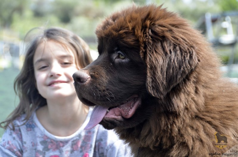 Фото: ньюфаундленд Супер Премиум Ин Бейге Ньювф Беарс (Super Premium In Beige Newfie Bears)