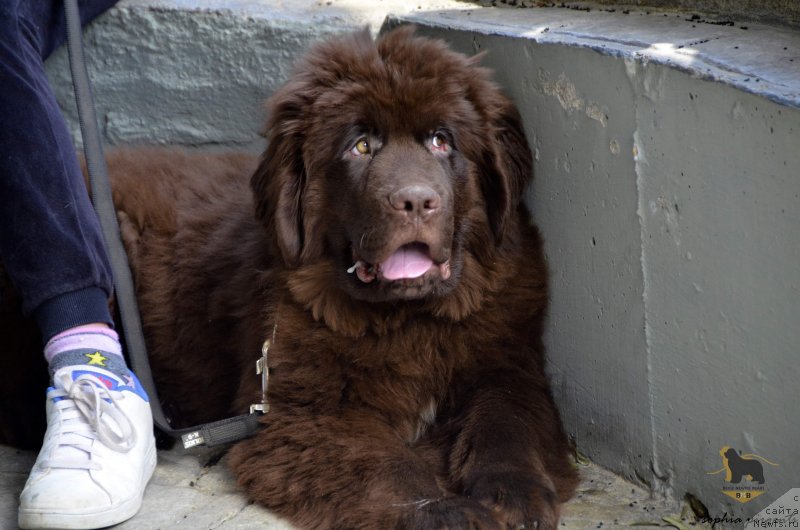 Фото: ньюфаундленд Супер Премиум Ин Бейге Ньювф Беарс (Super Premium In Beige Newfie Bears)