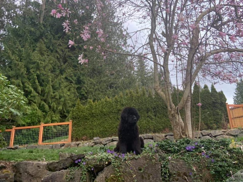 Фото: ньюфаундленд Супер Премиум Инту э Дрим (Super Premium Into a Dream)