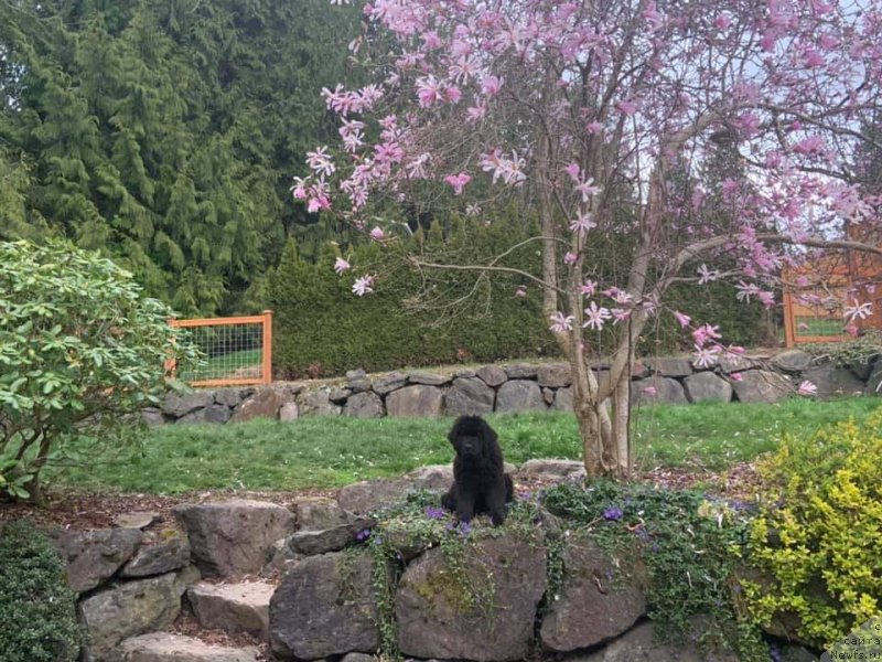 Фото: ньюфаундленд Супер Премиум Инту э Дрим (Super Premium Into a Dream)