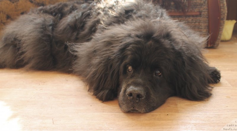 Фото: ньюфаундленд Цветок Лотоса ФраБелла из Аркаима