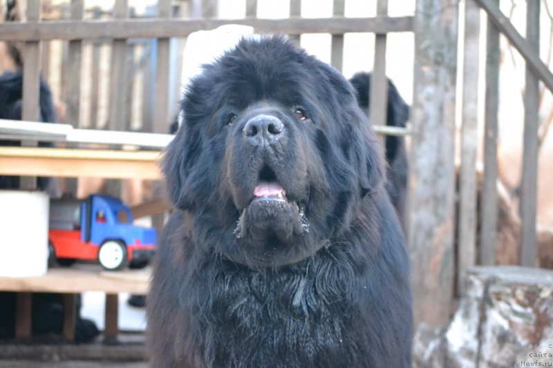 Фото: ньюфаундленд Вятский Медведь Прохор (Vyatskiy Medved Prohor)