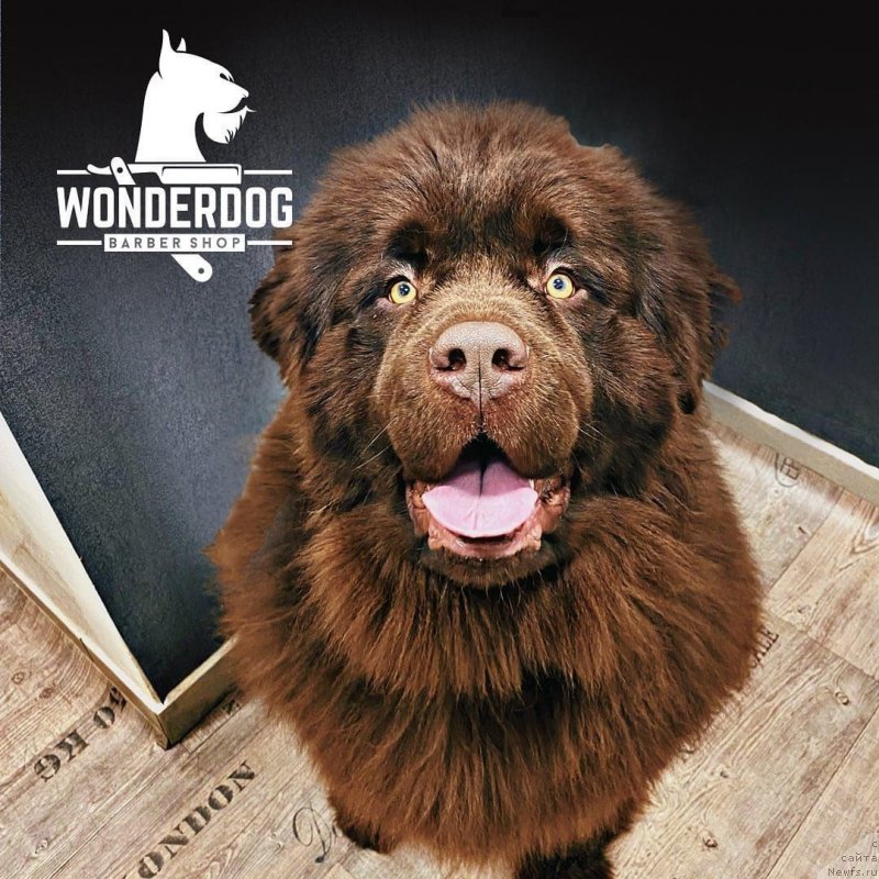 Фото: ньюфаундленд Супер Премиум Грос-Кноллен