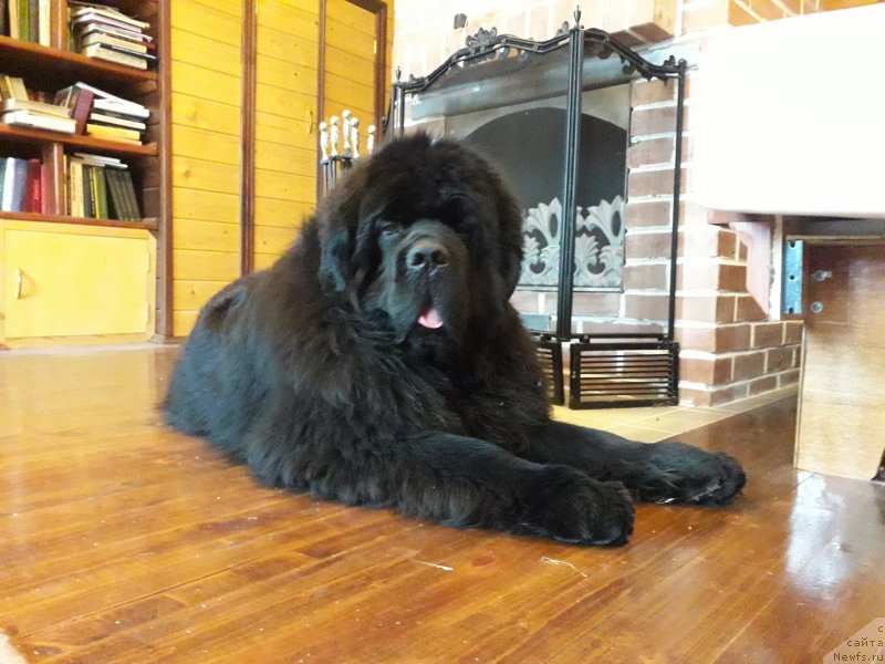 Фото: ньюфаундленд Акватория Келвин Хедлайнер (Aquatoriya Kelvin Headliner)