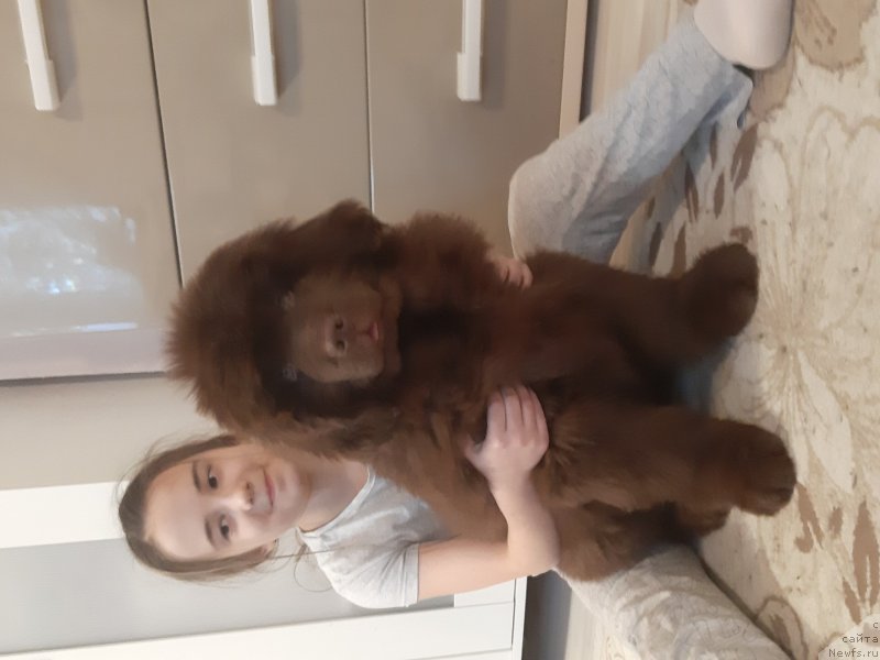 Фото: ньюфаундленд Хит Шелико Империал Супер Премиум (Hit Sheliko Imperial Super Premium)