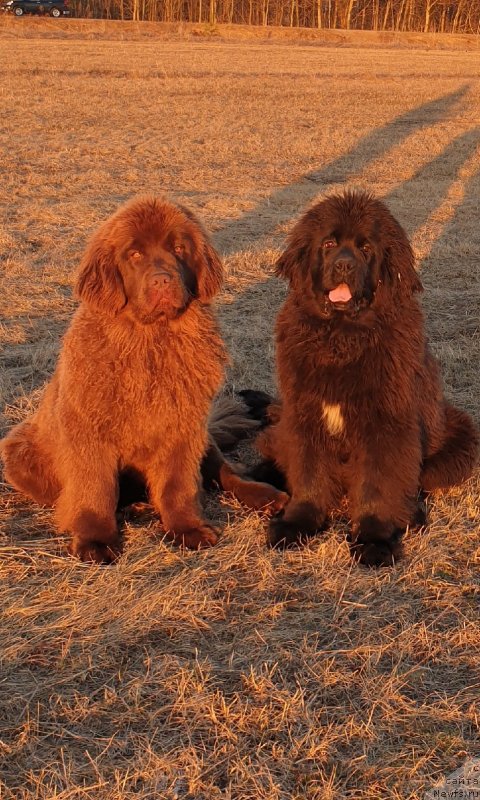 Фото: ньюфаундленд Хит Шелико Ингеборга Импрессия (Hit Sheliko Ingeborga Impressiya), ньюфаундленд Хозяин Тайги Честь (Hozjain Taygi Chest)