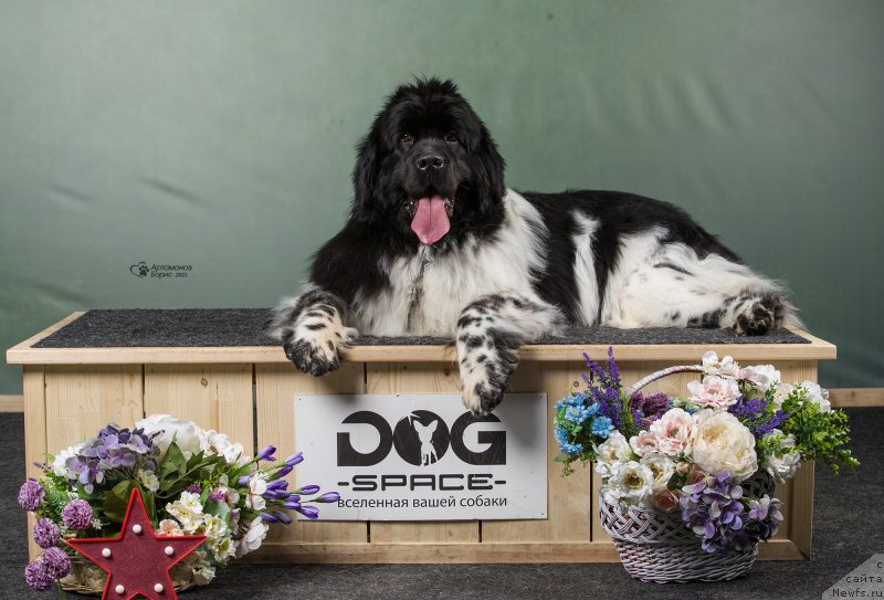 Фото: ньюфаундленд Орхид Блоссом фор Стеалбеарс (Orchid Blossom for Stealbears)