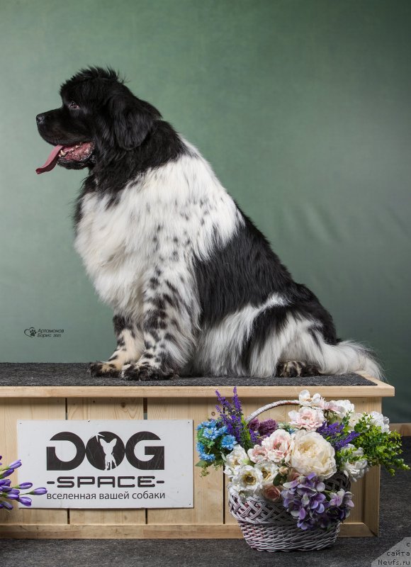 Фото: ньюфаундленд Орхид Блоссом фор Стеалбеарс (Orchid Blossom for Stealbears)