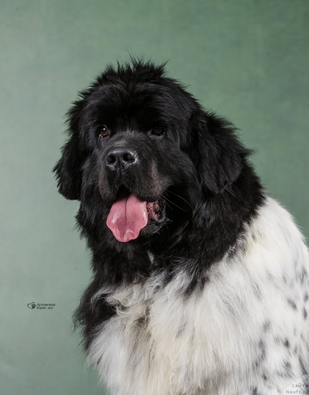 Фото: ньюфаундленд Орхид Блоссом фор Стеалбеарс (Orchid Blossom for Stealbears)