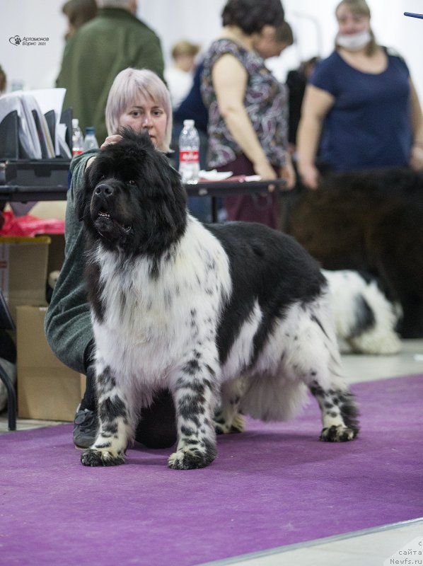 Фото: ньюфаундленд Орхид Блоссом фор Стеалбеарс (Orchid Blossom for Stealbears)